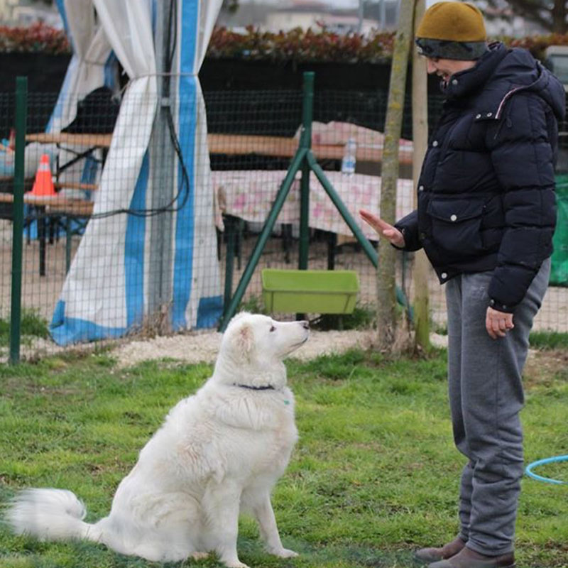 Esercizio di educazione con un cane bianco: segnale della mano e attesa