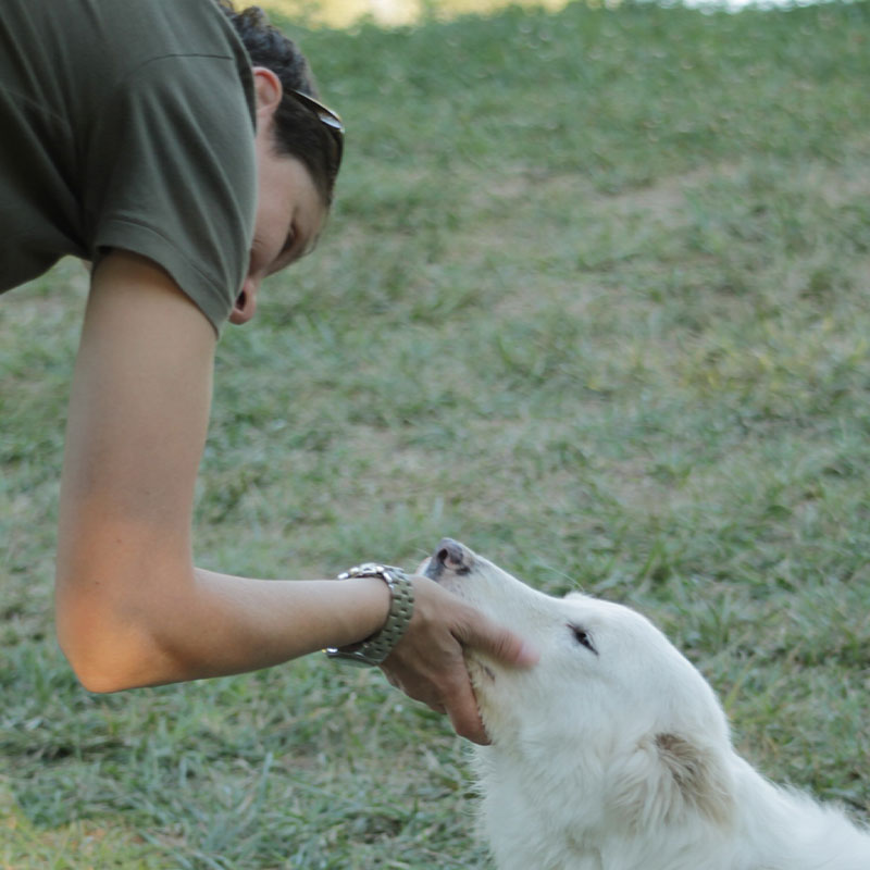 Momento di relazione e contatto affettuoso con un cane bianco sul prato